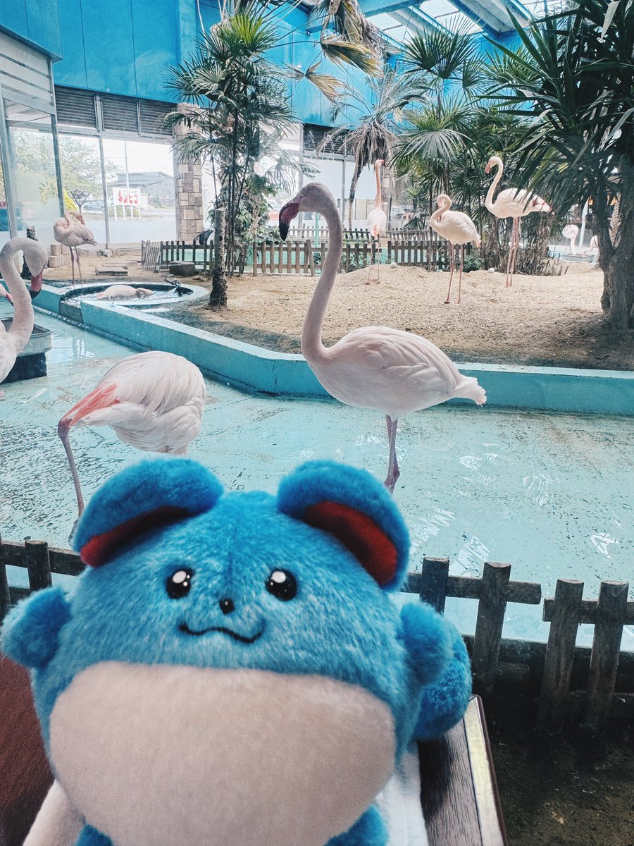 フラミンゴ⑅◡̈ フラミンゴ🦩がいるレストランだよ