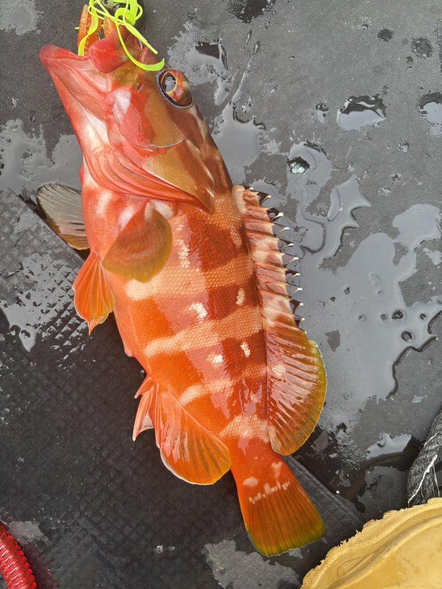 UーSAN🎣デカハネＧＰ２０２６ tweet media
