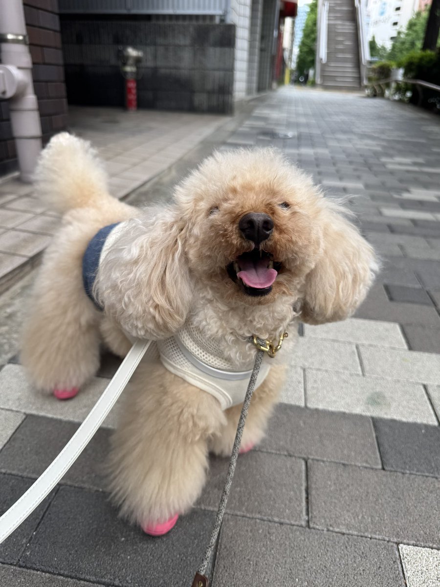 ハナマル tweet media
