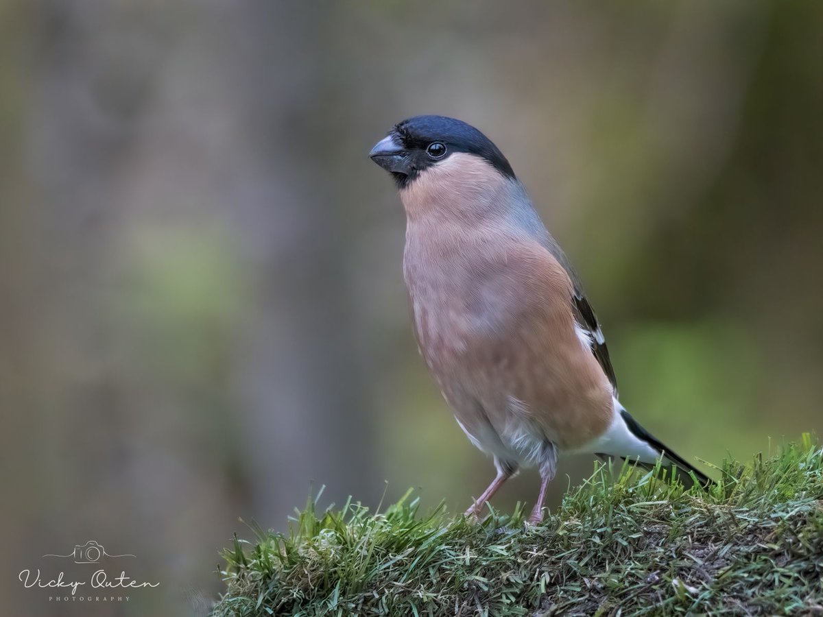 vickyoutenphoto's tweet image. Female bullfinch 

linktr.ee/vickyoutenphoto 

#wildlife #bbccountryfilemagpotd #photooftheday #BBCWildlifePOTD #BBCSpringwatch #wildlifeuk @ThePhotoHour @Team4Nature @Britnatureguide @NatureUK @wildlifemag #bullfinch