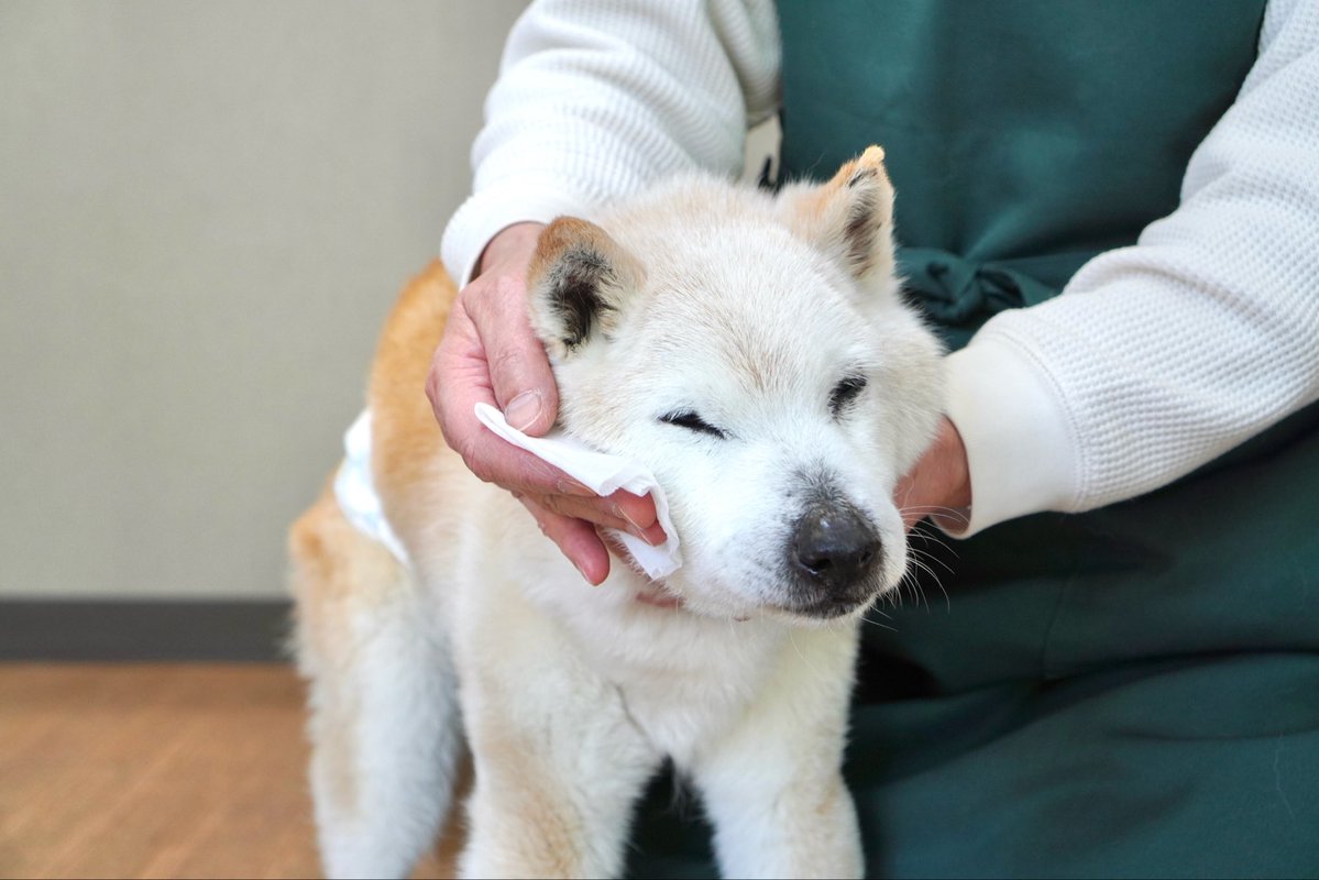 【18才柴犬うーちゃんのしあわせ散歩】老犬ホーム・ペットホテル ゆるやか tweet media