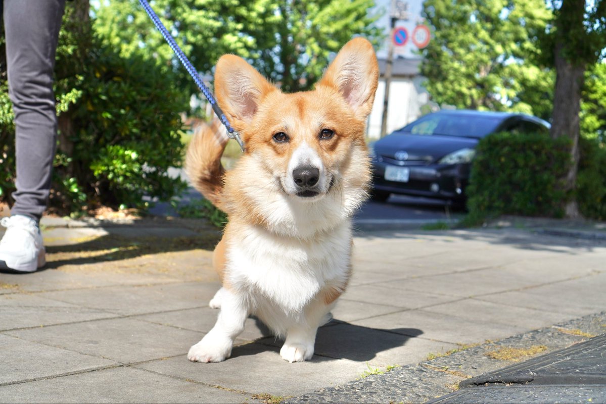 【18才柴犬うーちゃんのしあわせ散歩】老犬ホーム・ペットホテル ゆるやか tweet media