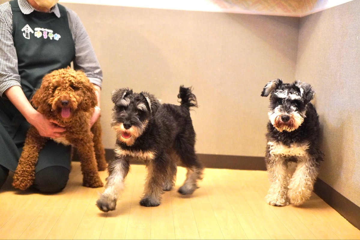 【18才柴犬うーちゃんのしあわせ散歩】老犬ホーム・ペットホテル ゆるやか tweet media