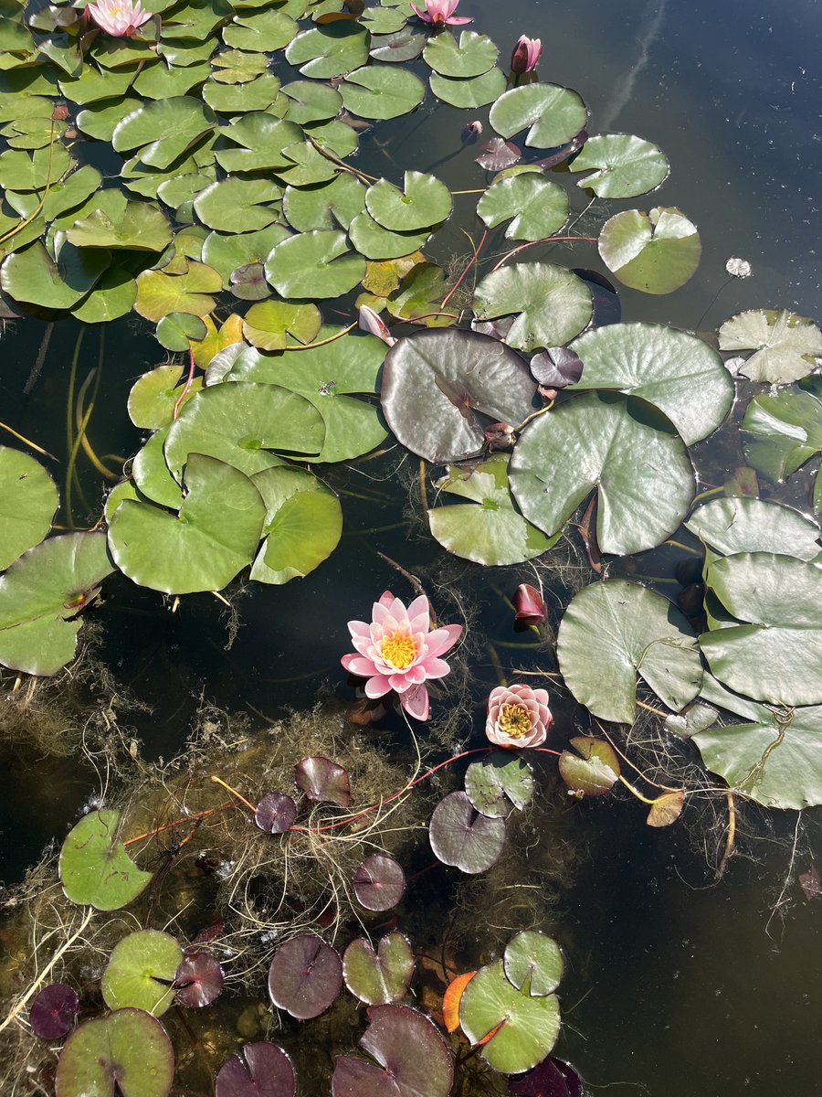 Sararunning's tweet image. La bellezza dei fiori di loto simbolo di purezza, resilienza e rinascita🌸 #wonderful #parcosigurta #happyday