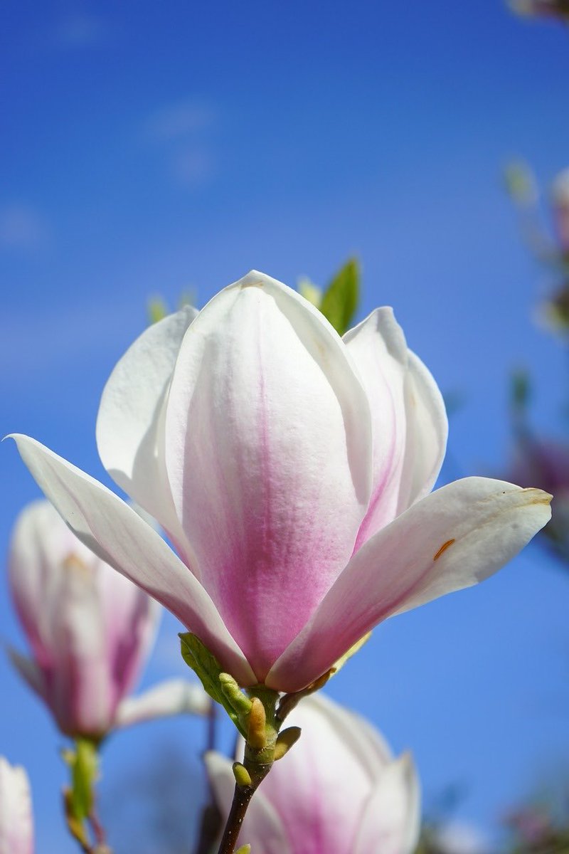robynconnery1's tweet image. Good afternoon beautiful souls Happy Sunday!  Enjoy a peaceful day filled with loving kindness as we dwell in the present moment #mindfulness #meditation #kindness #gratitude #compassion #positivity #serenity #love #yoga
#flowers #plants #magnolias #beauty #fragrance