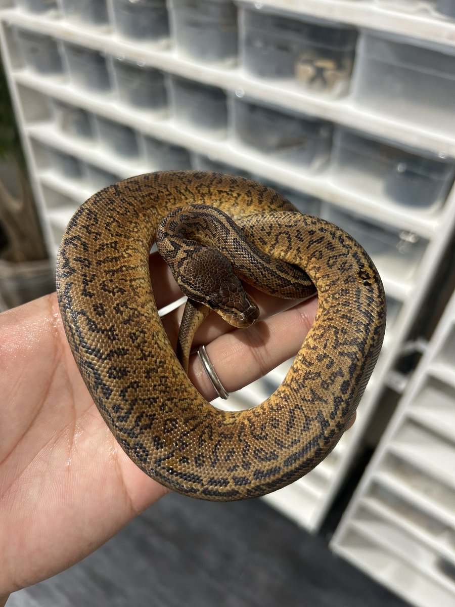 パペット　モンスン