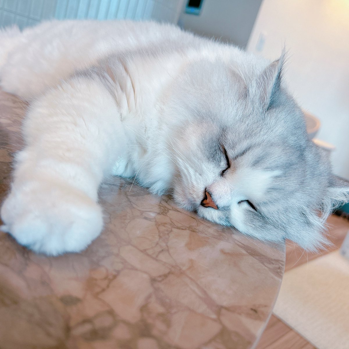 ECも始めたボス猫ムク（時々クリエイティブ） tweet media