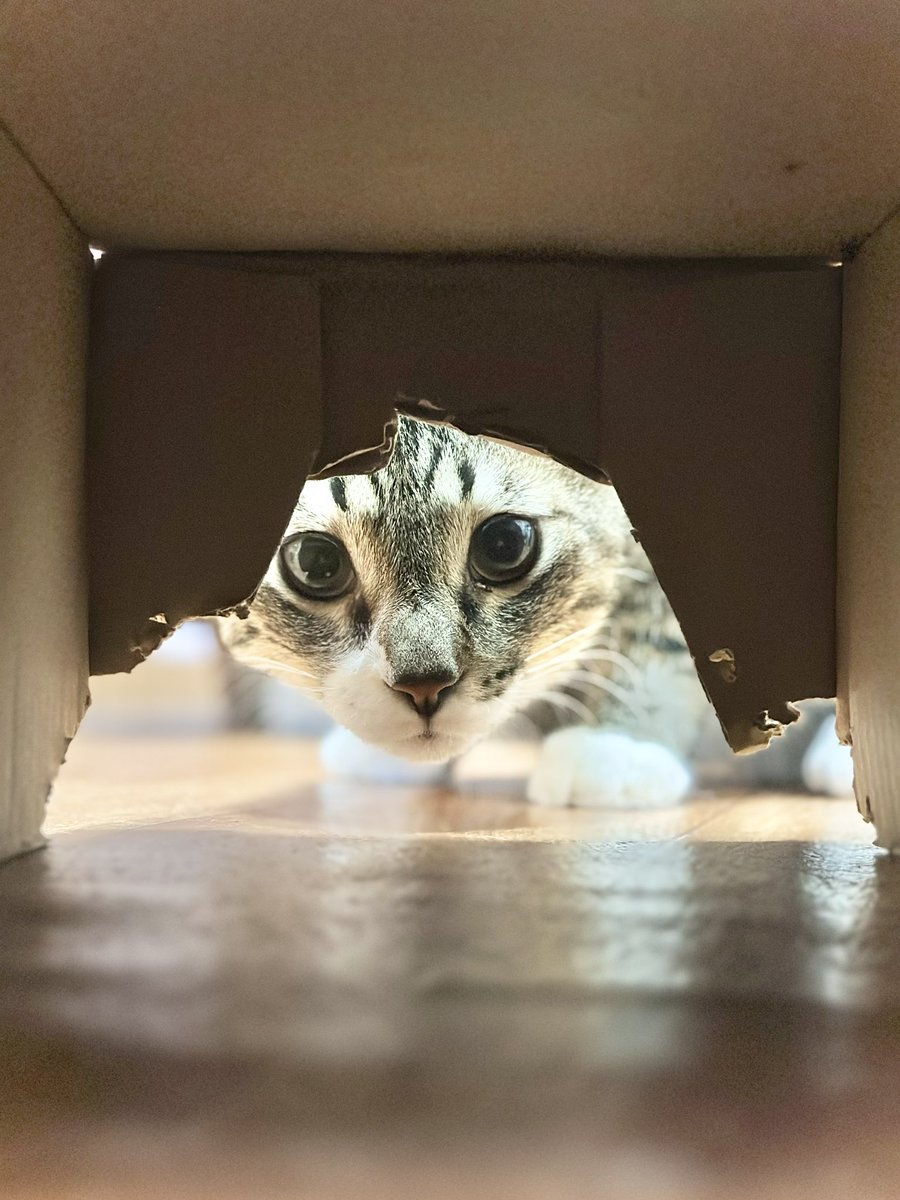保護猫カフェmoff moff🐈 tweet media