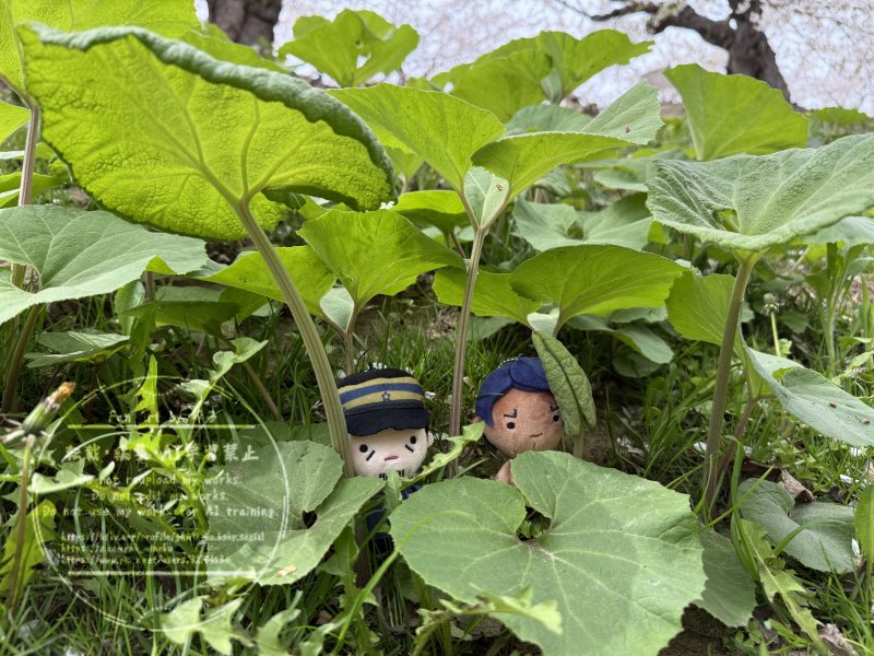 峰子🌿10/11 黄金暗号37 tweet media