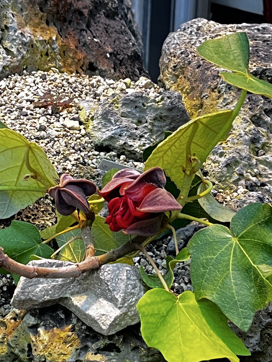 咲くやこの花館 tweet media