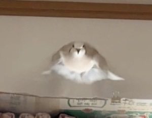 トリスキーイス tweet media