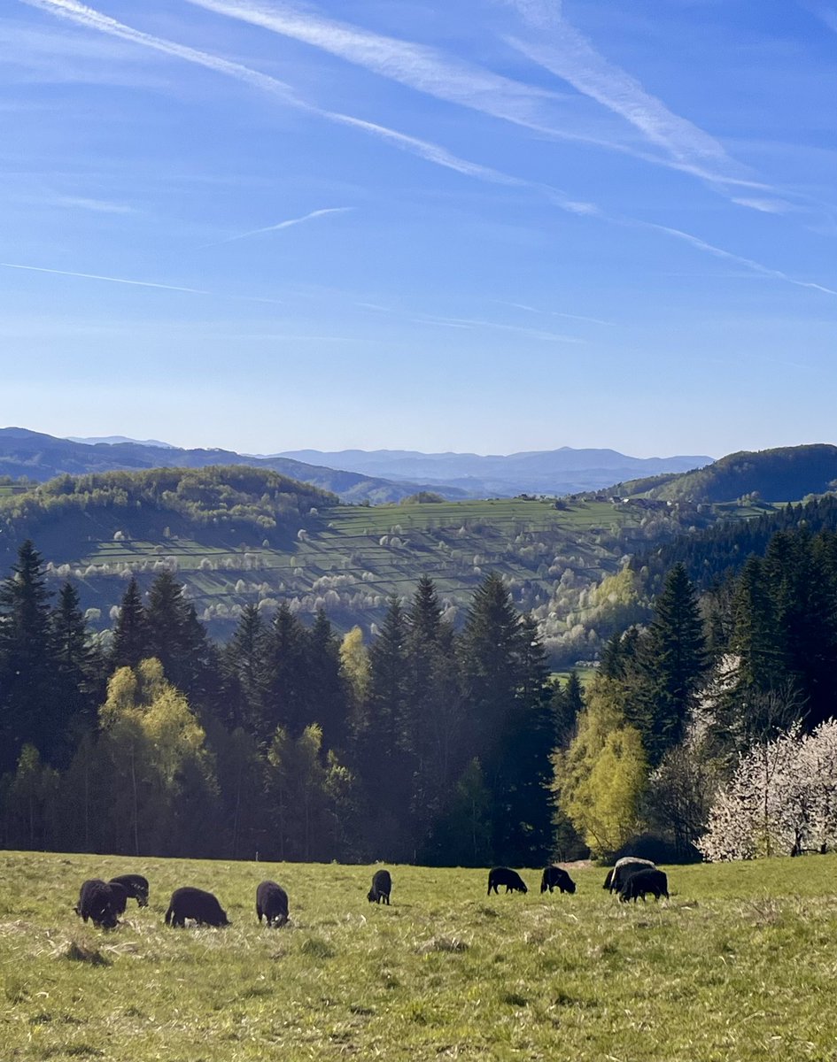 bazajdel's tweet image. Łomnica Zdrój o tej porze to miejsce jak z bajki. 
#beskidsądecki #hiking #włókidwie