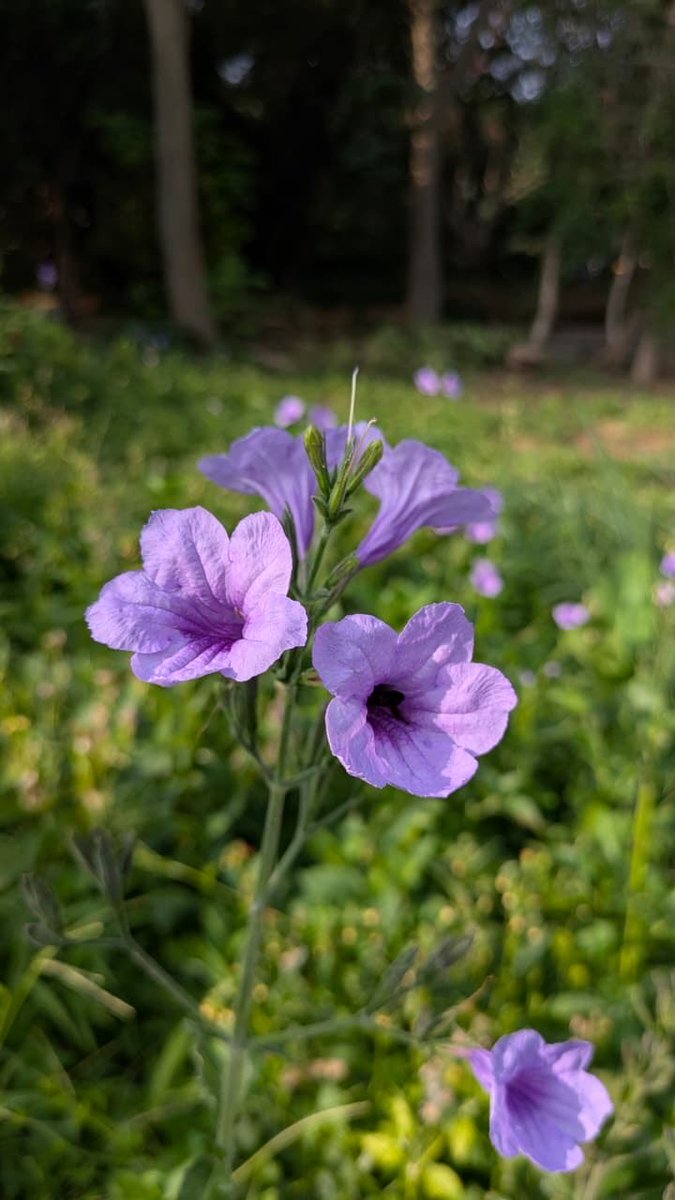 Algocattech's tweet image. Nature is the best artist ! Here is one from #lalbagh!