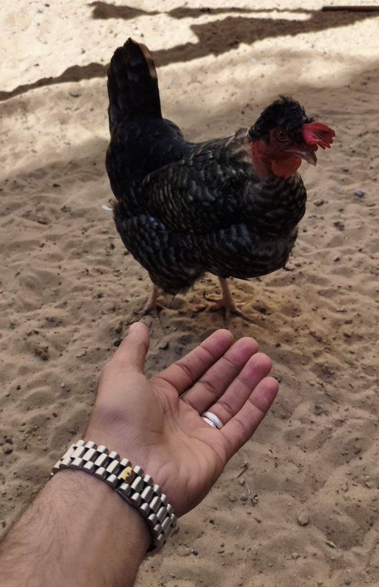 "If anyone has survived this starvation,
it is this chicken.
She survived my knife through nine displacements.
Every time I reached for her neck, someone stopped me:
my wife,
Ayloul,
and Zein [my children], who found in his chicken friend something worth saving.

In a tent whose