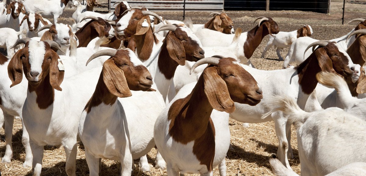 Boer Goat
+ Kwaajili ya nyama 
+ Kwa uzoefu wangu usiwafuge kama huna matunzo mazuri
+ Wazuri sana kwenye zero grazing 
+ 10 months kg 30+ hasa kwa madume

Whatsapp Channel Link kujifunza Red Meat value chain
👇🏽