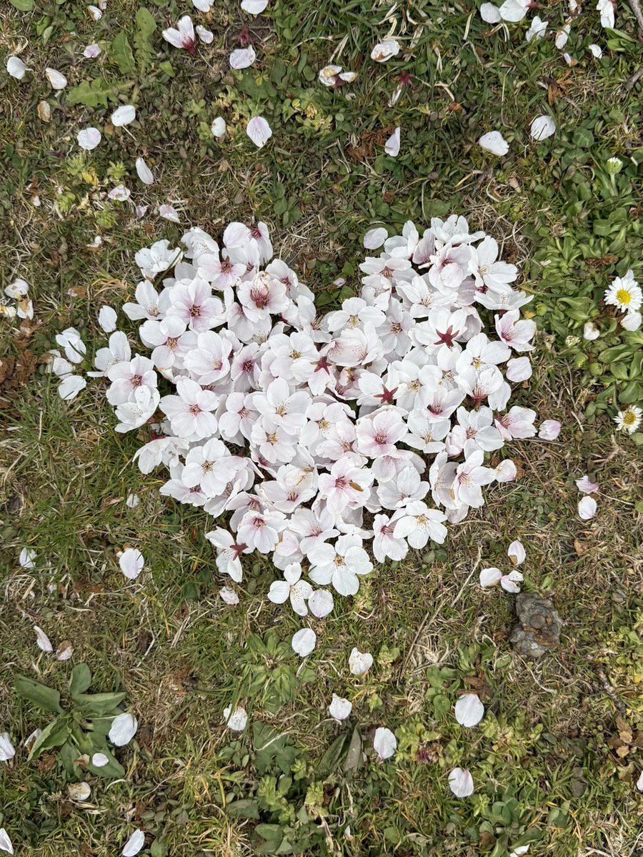 峰子🌿10/11 黄金暗号37 tweet media