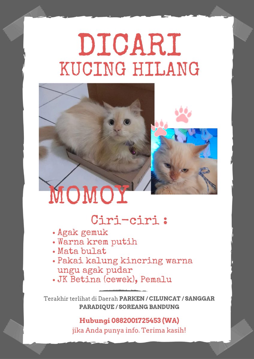 geriakr's tweet image. gais bantu cari yuk... 
daerah sekitar kabupaten bandung, lebih lengkapnya daerah sekitar PARKEN, CANGKUANG, BANDASARI, SANGGAR INDAH. makasih banyak semuanya, doain semoga cepet ketemu yaaa ☹️
#kucinghilang #bandung #soreang #parken #kucing