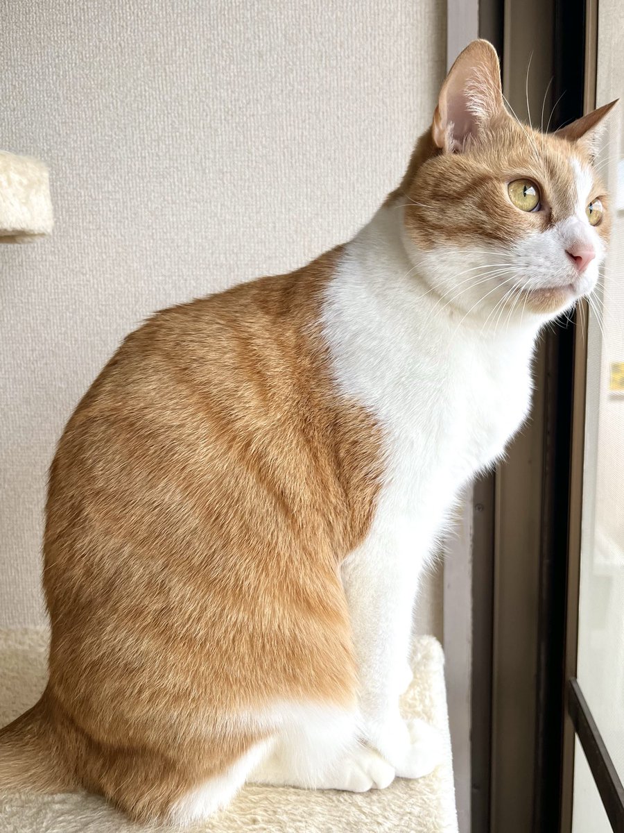 ゑびちな tweet media