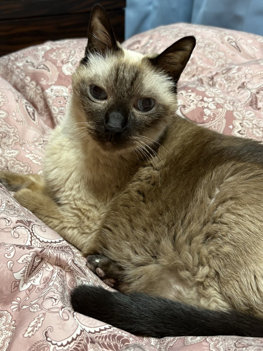 パリピア😻✨ tweet media