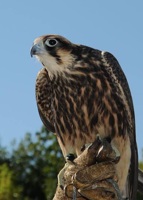 falcon tweet media