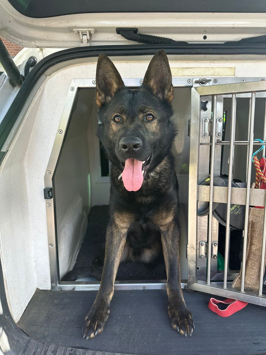 Devon Police Dogs tweet media