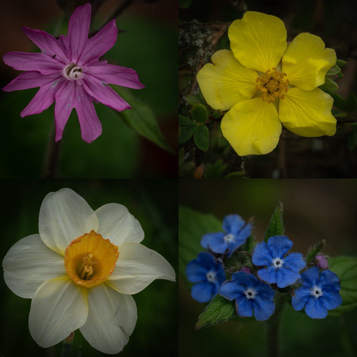 MelanieMalbon's tweet image. Final four from April…
Red campion, Shrubby cinquefoil, Daffodil and Green alkanet
#wildflowers #April