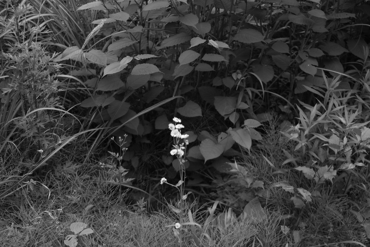 FujioOhmae's tweet photo. Nikon D80
#nikon #photography #blackandwhite https://t.co/2Oao0lZNfz