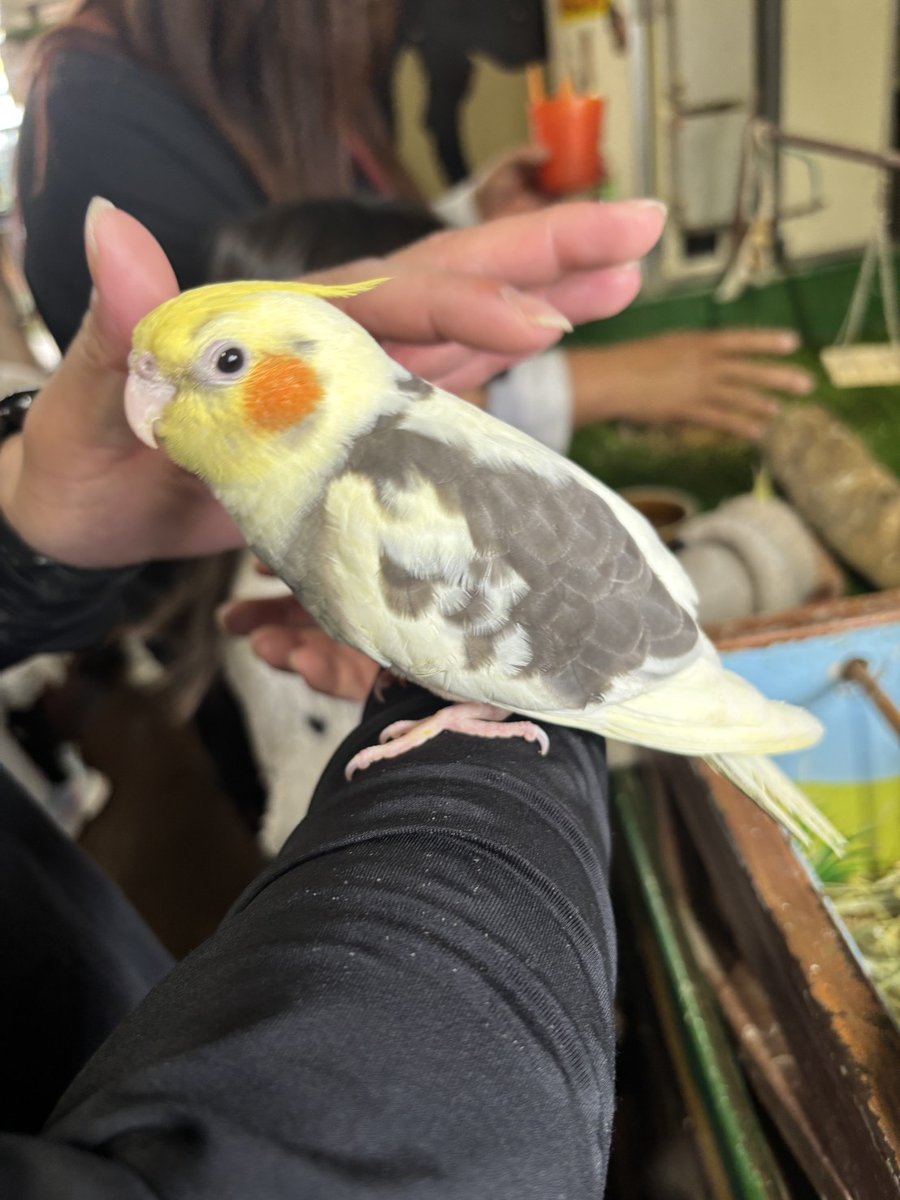 もッちω。ඞ tweet media