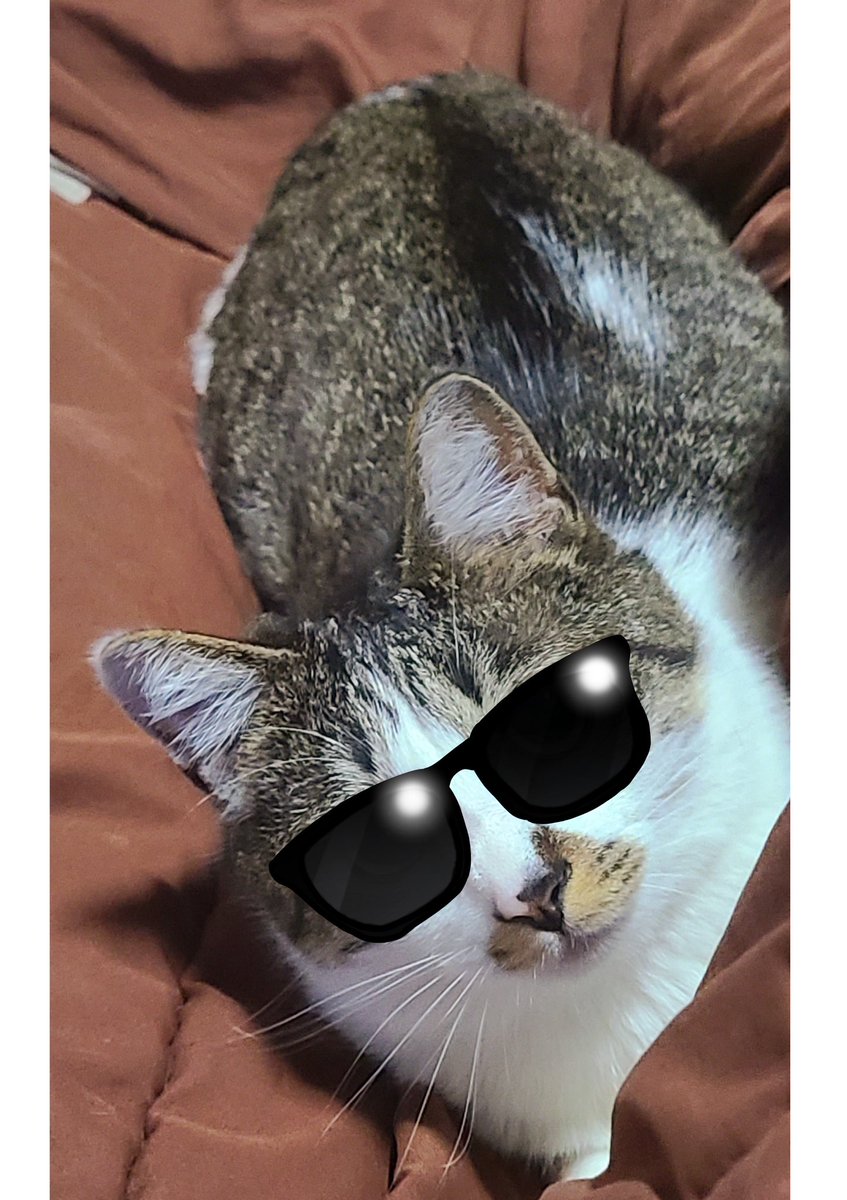 いつでも猫にブラッシングできるように、家の全部屋に猫ブラシを隠し置いてて
香港映画、男たちの挽歌(2だったかな)の銃撃戦前に部屋の植え込み等に予備の拳銃を隠してるシーンを思い出した。
