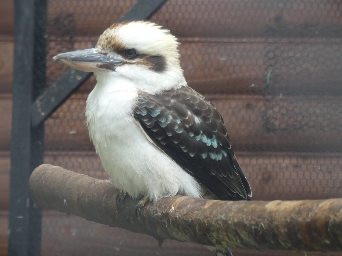 盛岡市動物公園 ZOOMO tweet media
