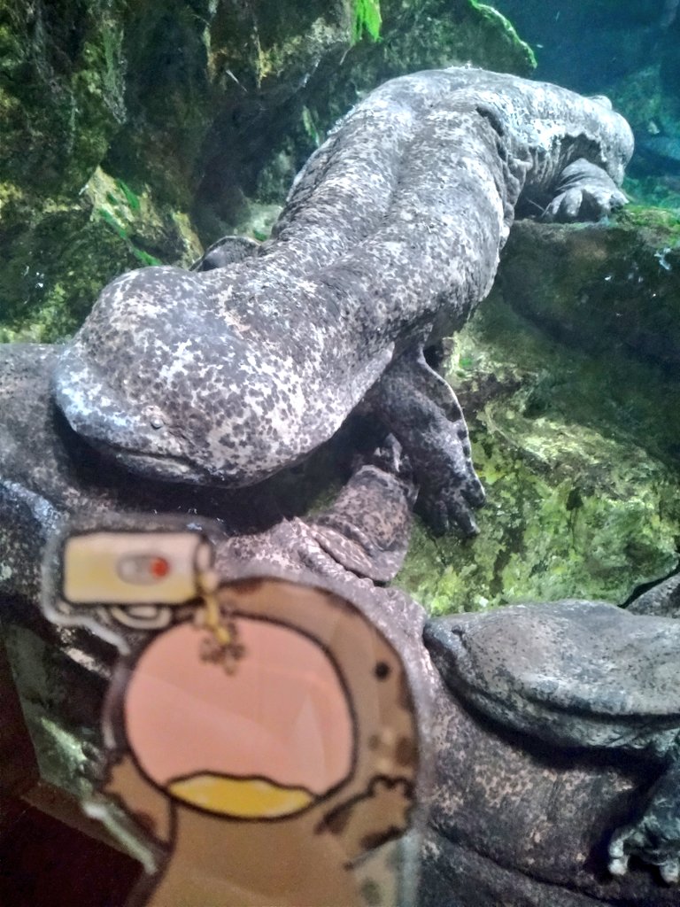 まきっち🦎投資サンショウウオ tweet media