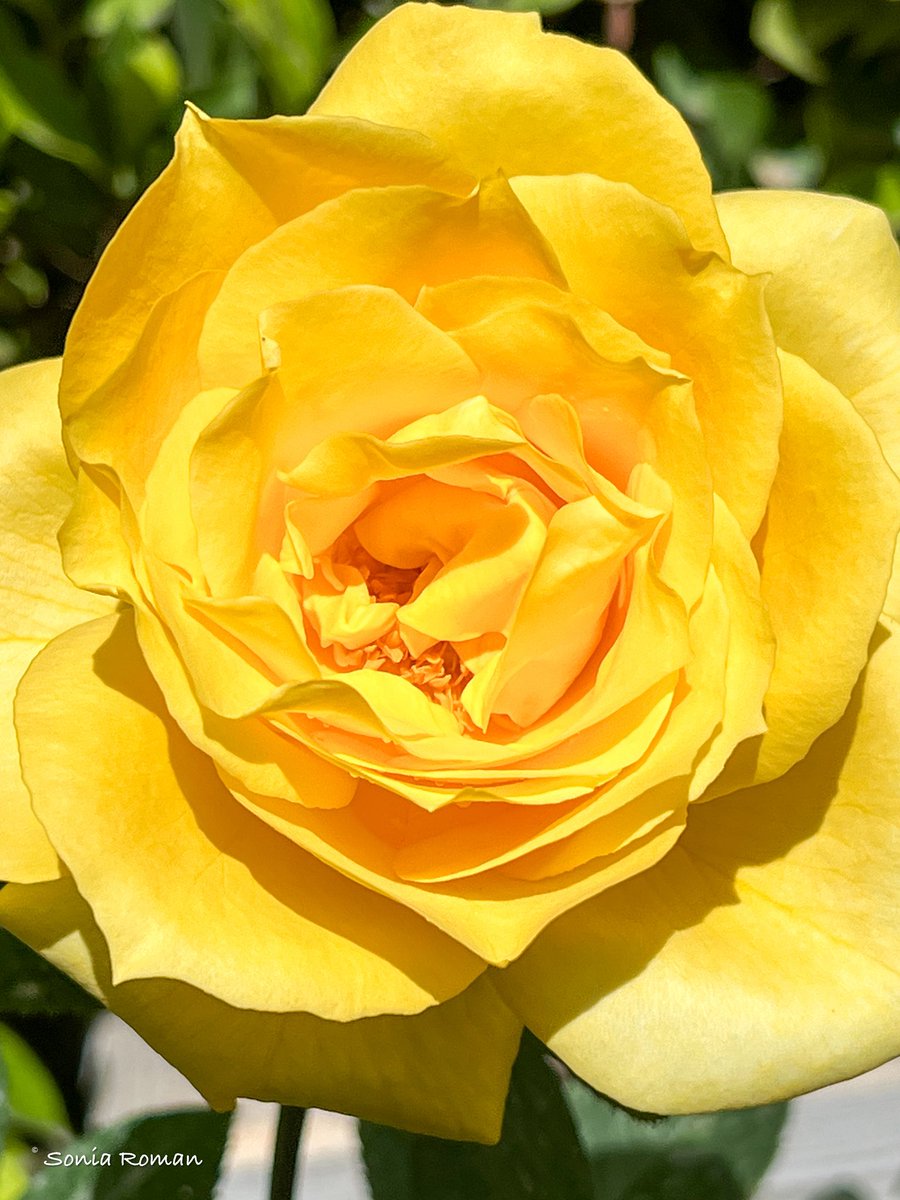 soniamakin's tweet image. صباح الخير ☀️ 
#HappySunday 
#تصويري
