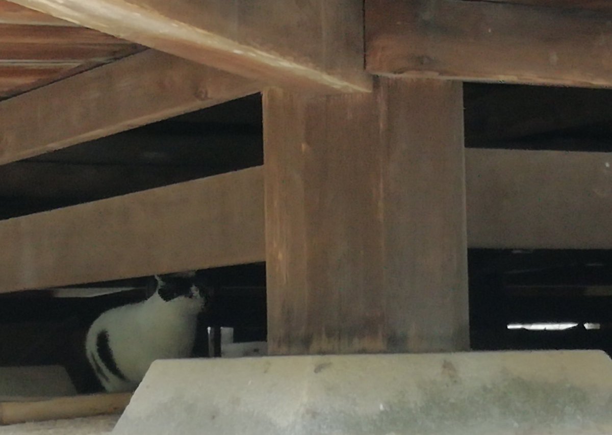 神社neko tweet media