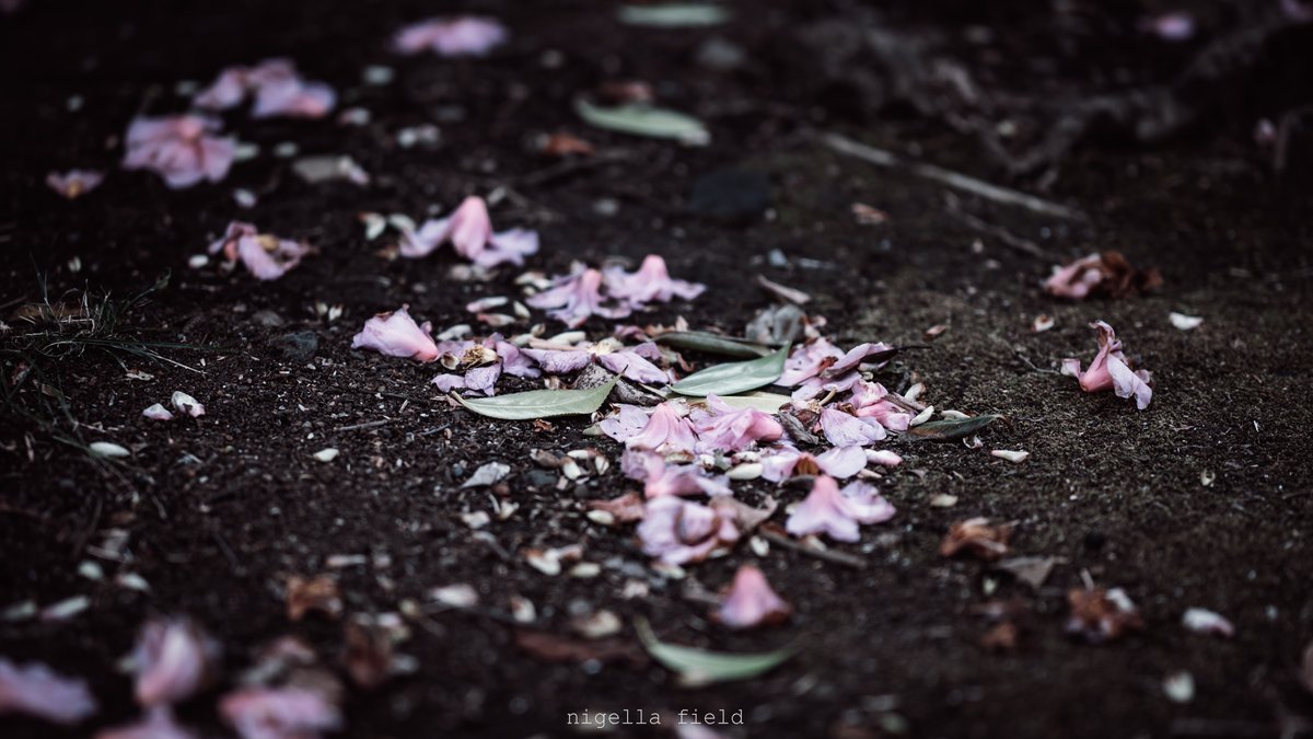 茨 | nigella field tweet media