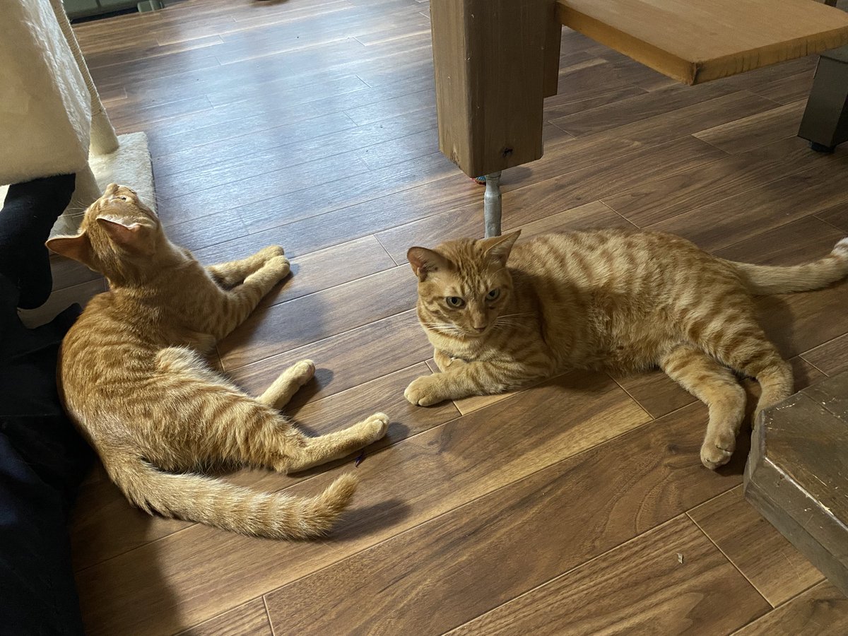 保護猫譲渡るーむ tweet media
