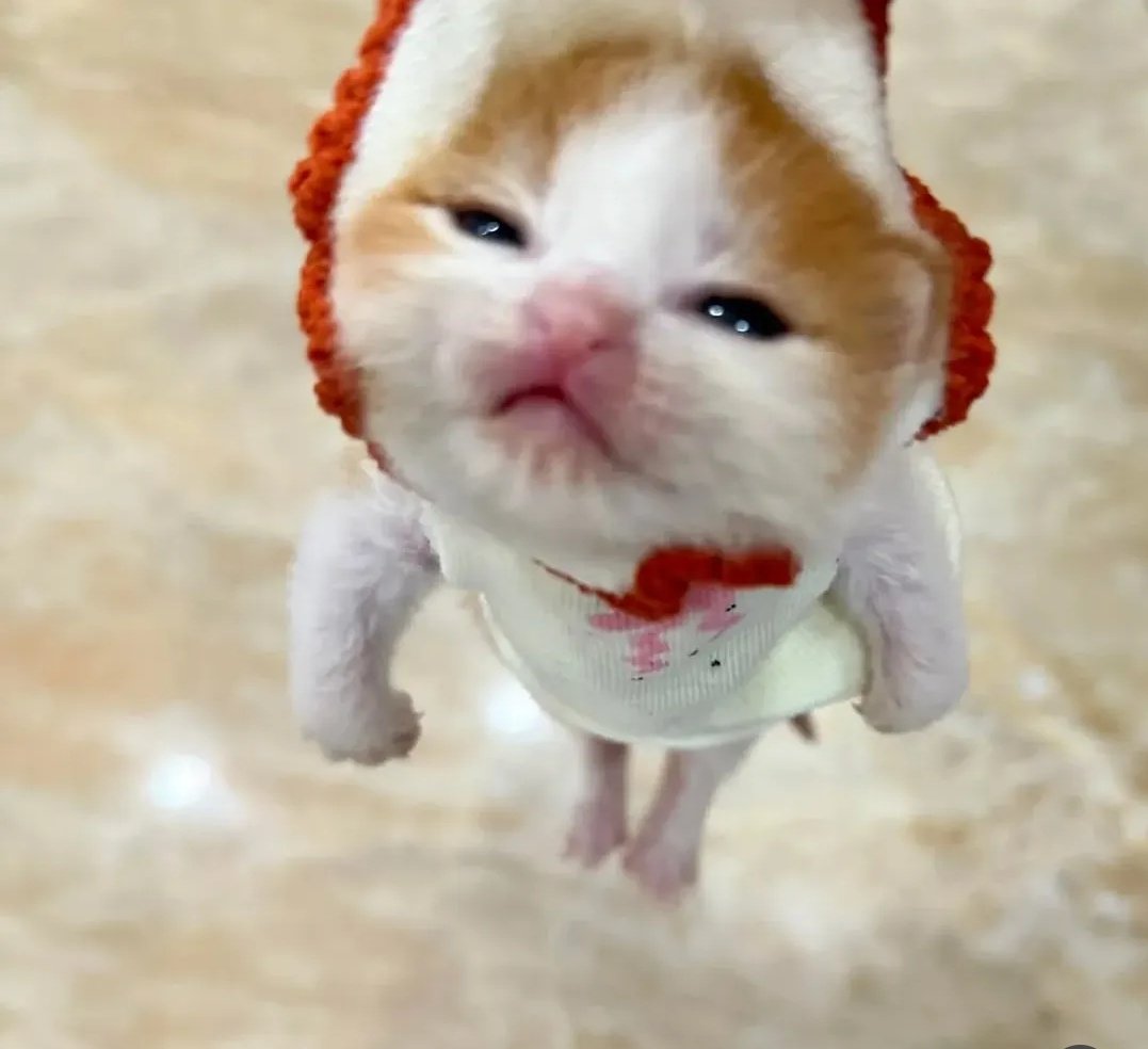 cats 🐈 tweet media