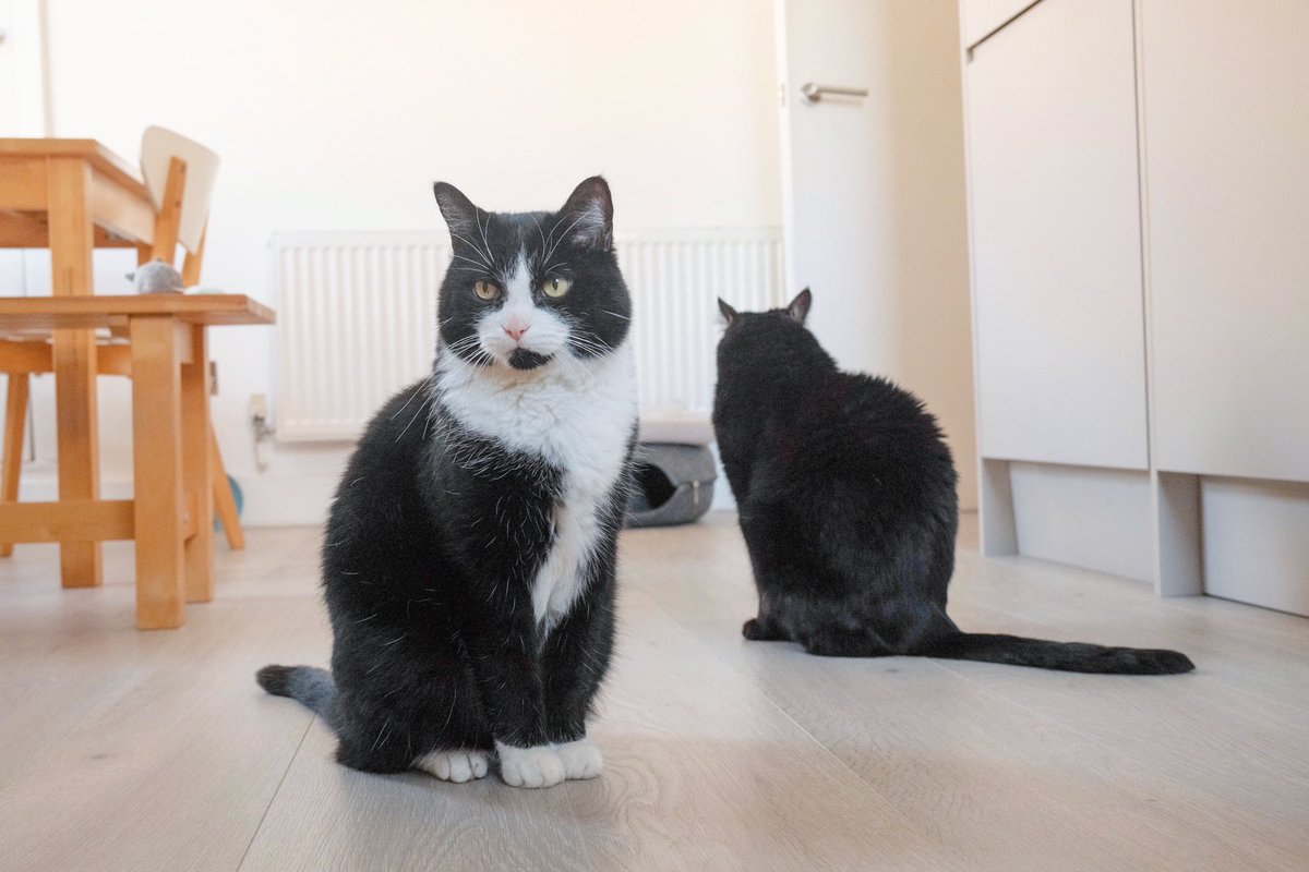 enigmaticalcat's tweet image. 意見の相違。#cat #blackcat #tuxedocat #ねこ #黒猫 #ハチワレ #brothers #fujifilm #fujifilm_xseries #x100vi