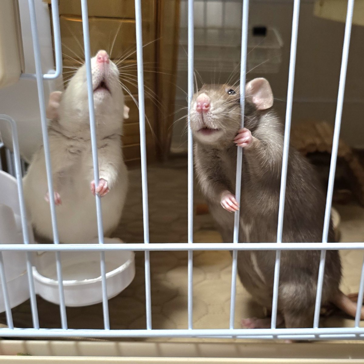 rat tweet media