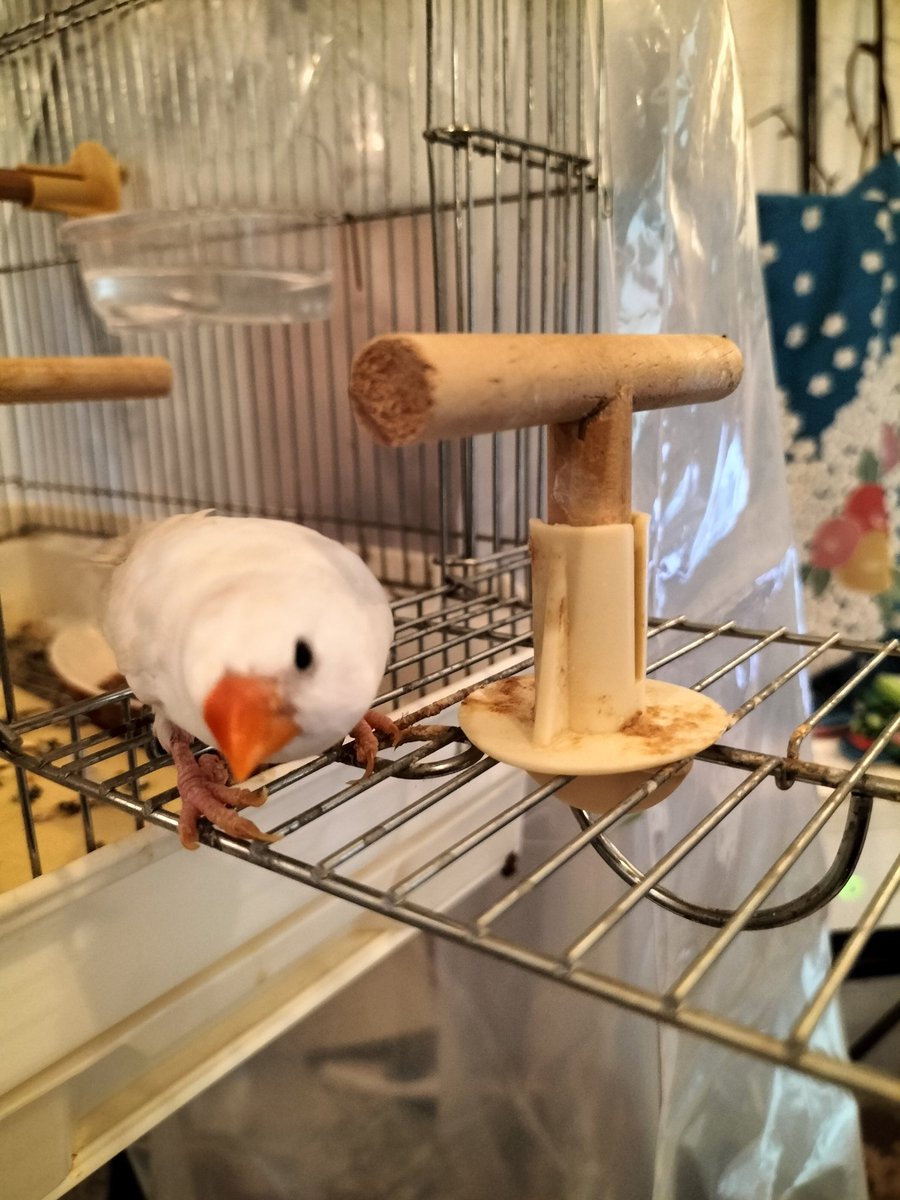 くらげ tweet media