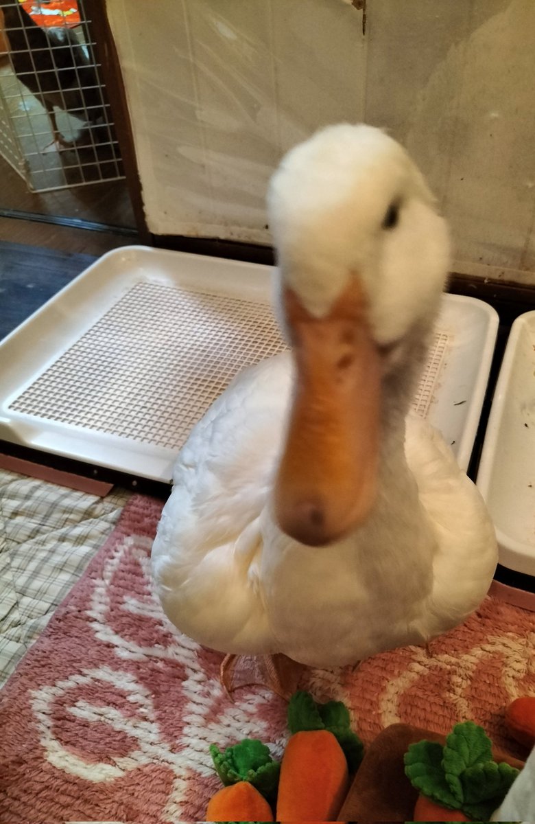 くらげ tweet media