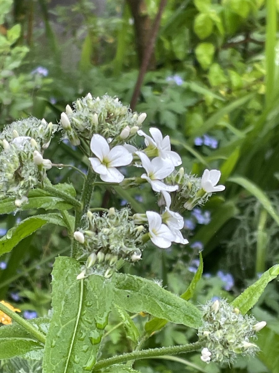 helen21206699's tweet image. Good morning from my little #cottage #garden #sweet #rocket