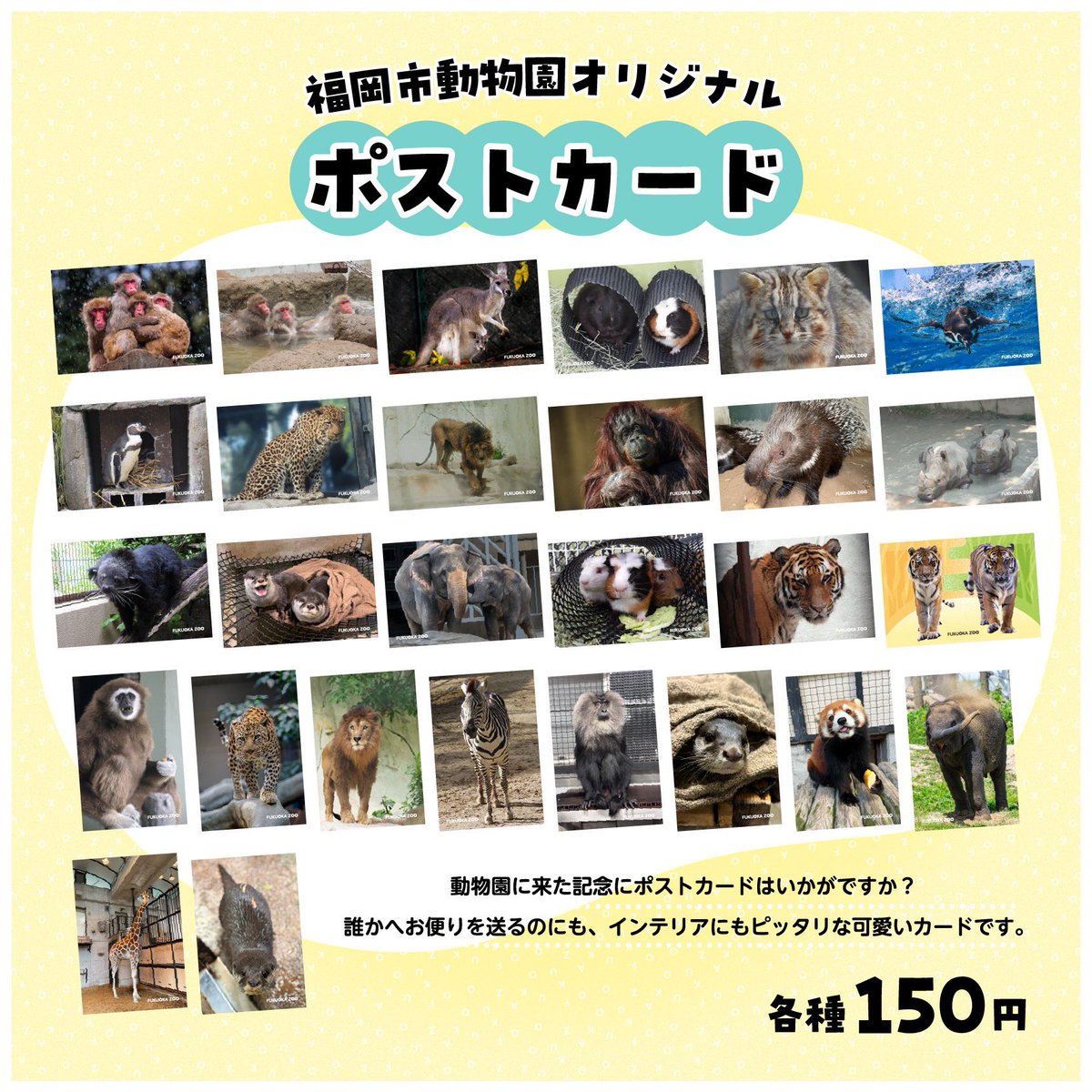 こども動物園横食堂 tweet media
