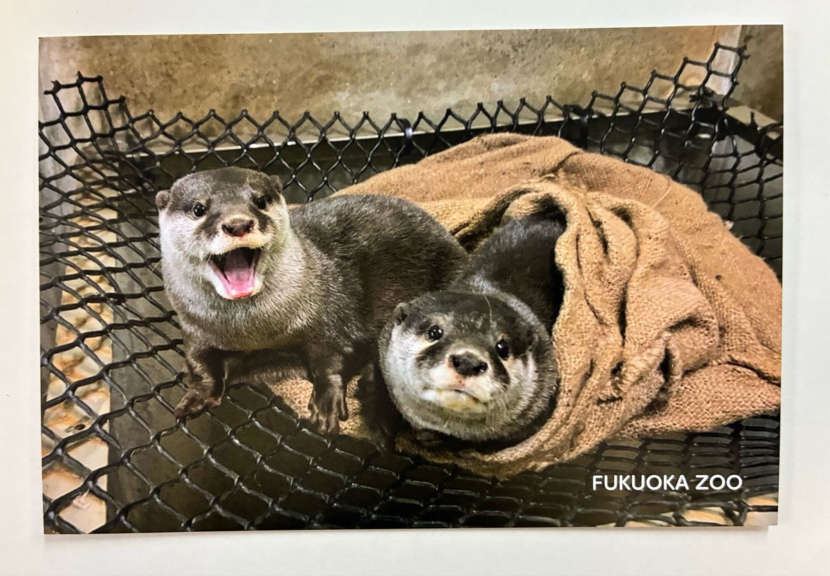 こども動物園横食堂 tweet media