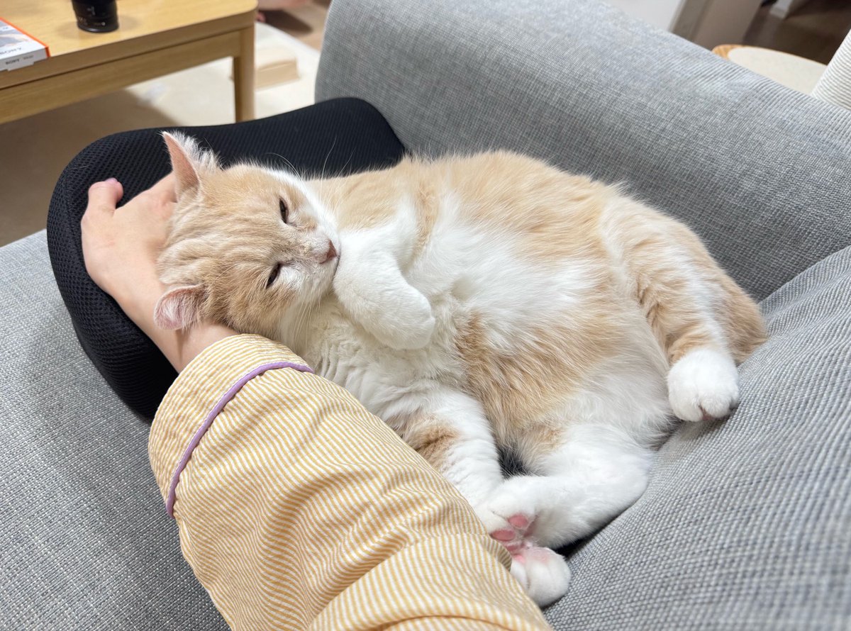 chabi_story's tweet photo. 아기 https://t.co/hg54FuZ9rR