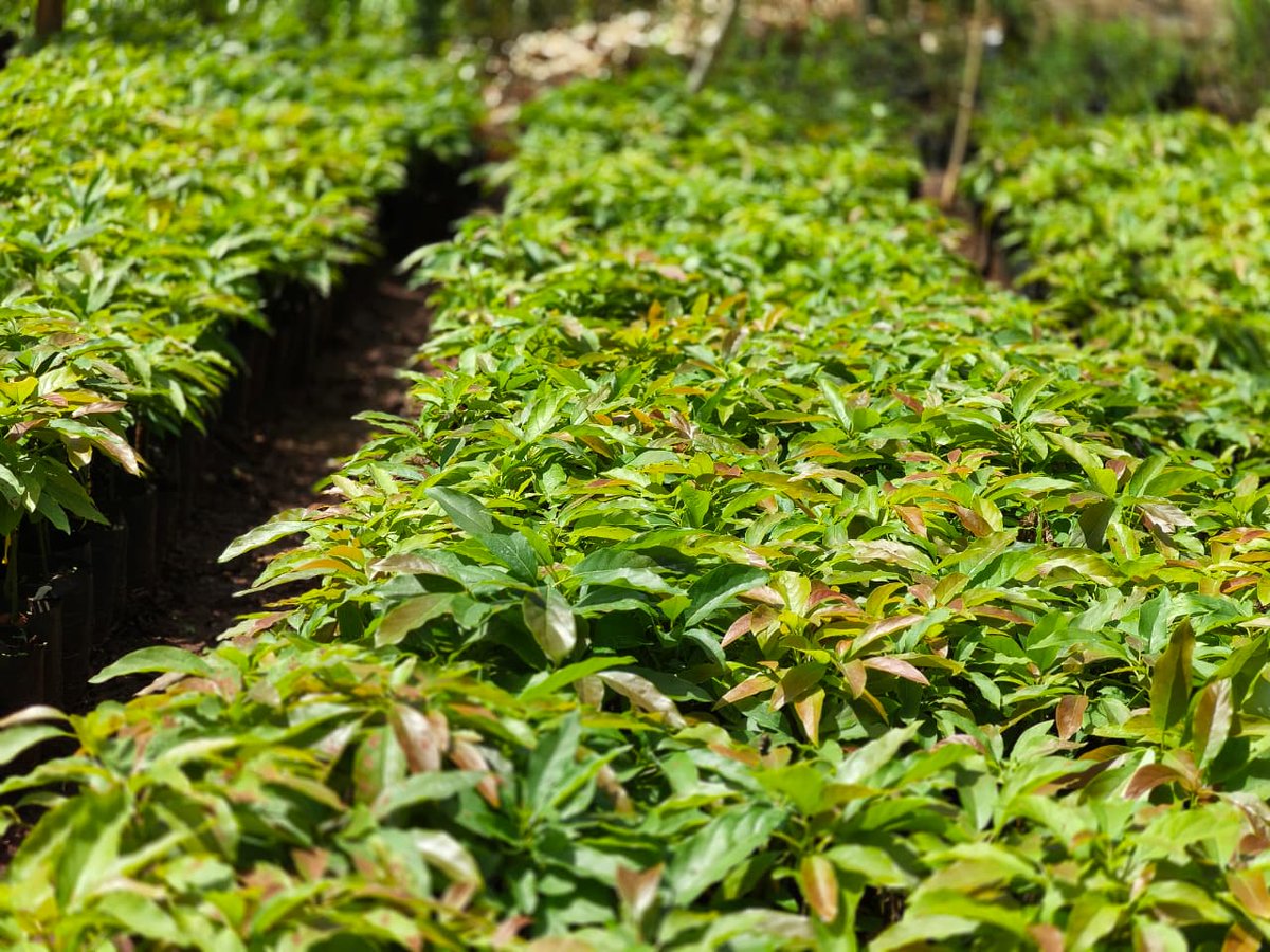 Mynzagric254 tweet media