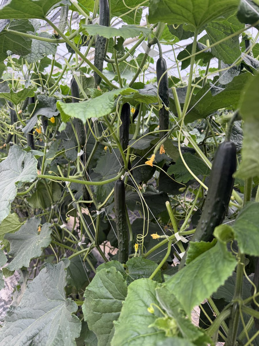 はっぱくん🥒 tweet media