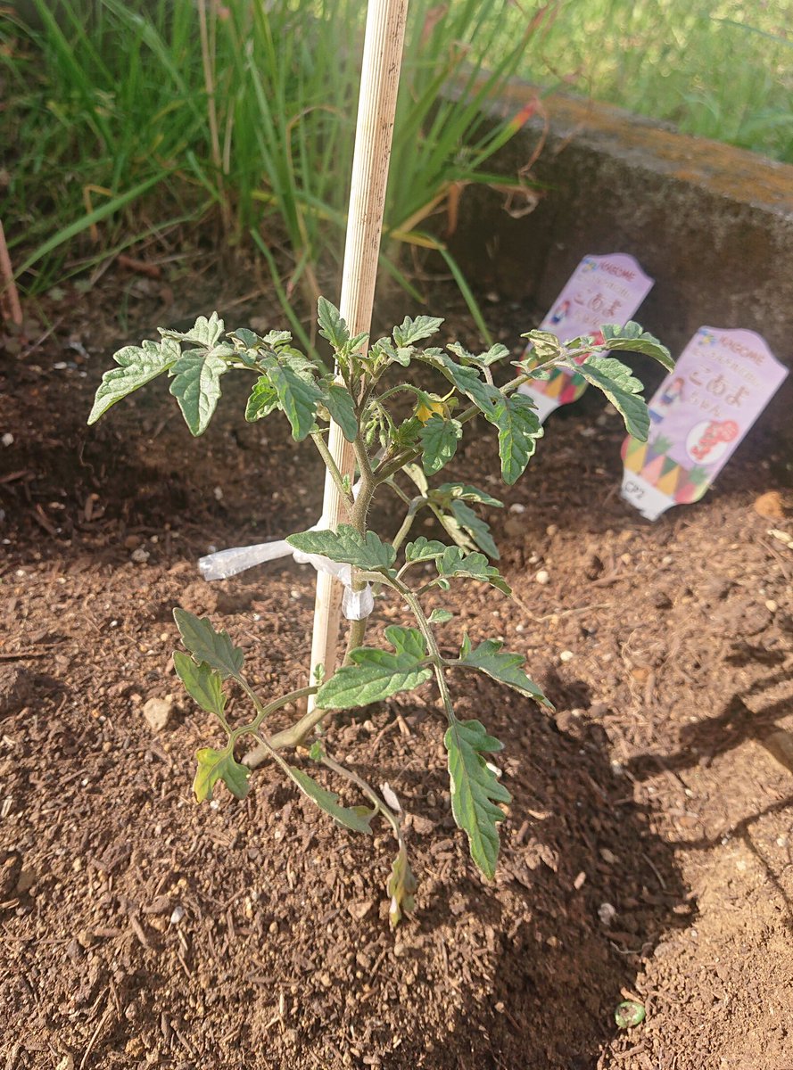 Blue1173GENE's tweet photo. #種から植える祭り でいただいた
トマトの苗、実る夏が楽しみです🍅みんなのお家でも育ってる😊
@hyt_K_sor_8810から譲り受けた苗も責任もって育てますね！
(後ろは放置されてるニラ🌱)
#タネウエ
#種から植えるTV
#小森隼 https://t.co/t9VYhpeIXd