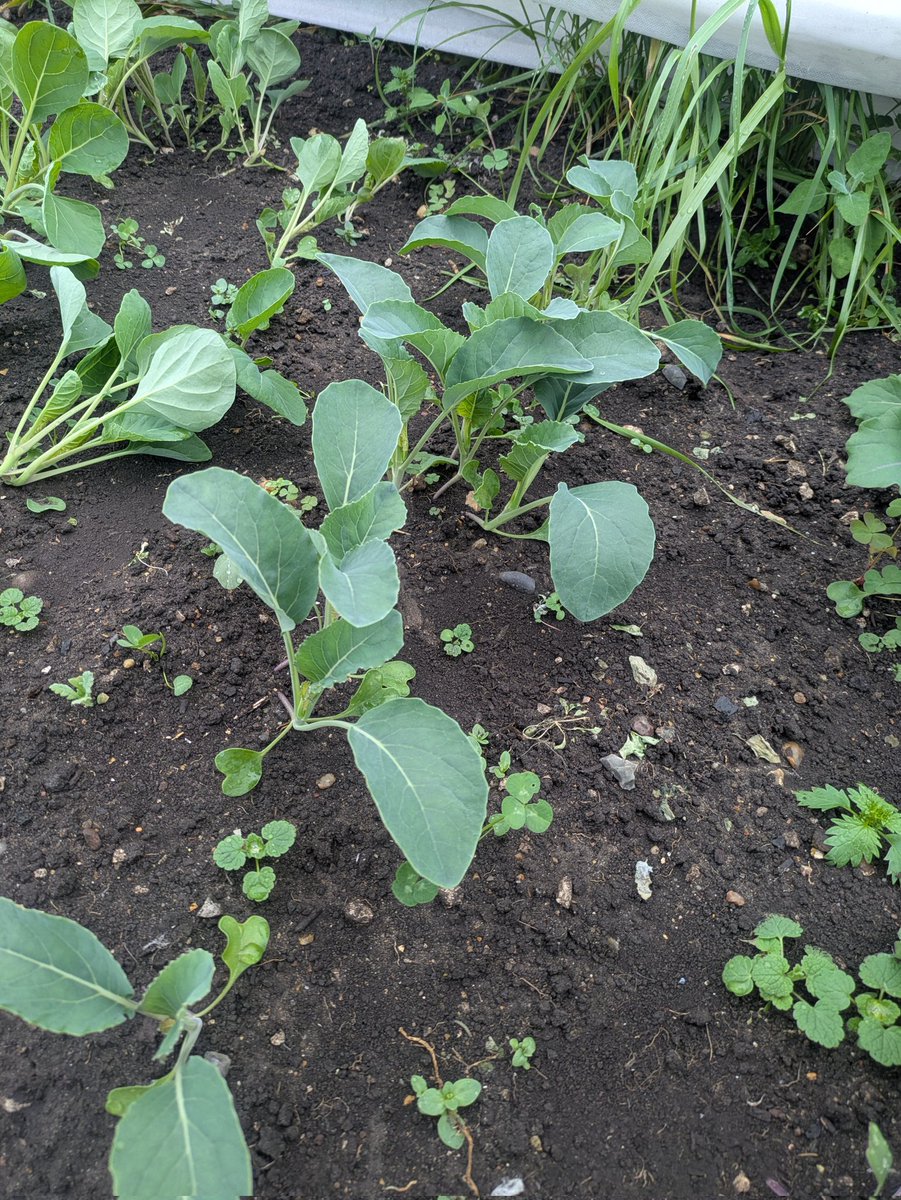 GuyBarter's tweet image. When these cauliflower &amp;amp; red cabbage  transplants have 7 true leaves, I will set them out, maybe weekend. Only 3-4 true leaves at the moment. Watered and then a little light rain - they should race ahead. Under fleece to exclude pests. #allotment