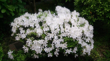 花説* あの花の正体、ついに判明！？デンジが渡した“花”に込められた