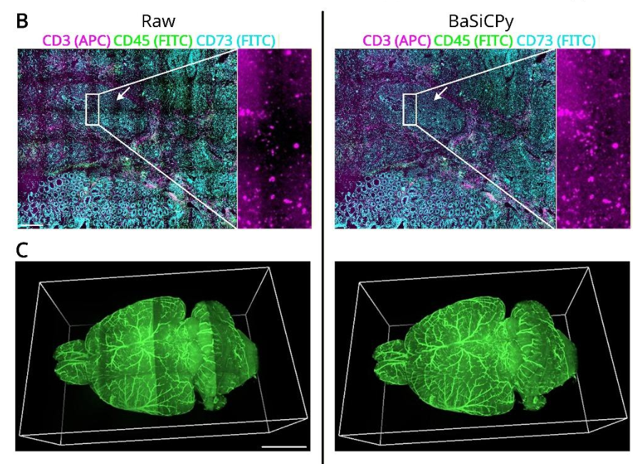 vnzloy's tweet photo. BaSiCPy: Scalable and Robust Shading Correction for Optical Microscopy Images
Yu Liu et al.
https://t.co/Bt1qEgETFs https://t.co/1DlBoTAcbu